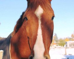 Springpferd Casino Royal 9 (Holsteiner, 2004, von Casall Ask)