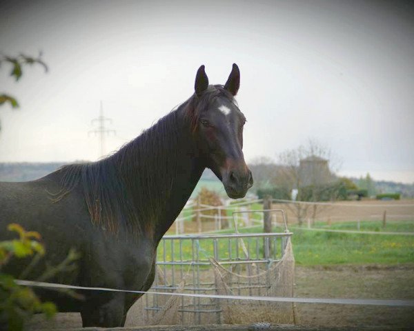 horse Bayoola (Hanoverian, 2015, from Buckingham)