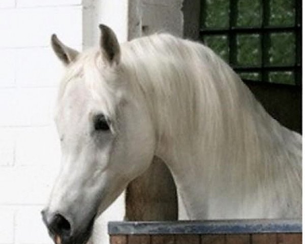 stallion Amun Re ox (Arabian purebred, 2002, from Maysoun 1985 ox)