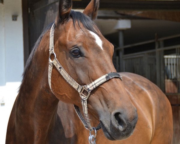 Pferd Richmond 34 (Hessisches Warmblut, 2003, von Ritter Remus)