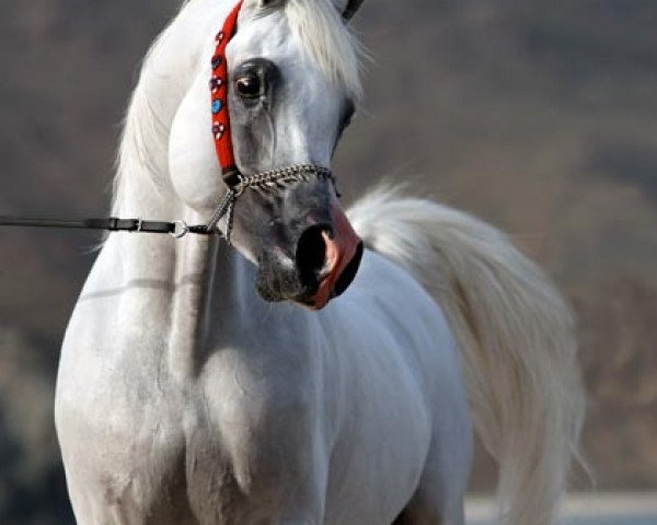 stallion Maydan-Madheen EAO (Arabian purebred, 1993, from Maysoun 1985 ox)