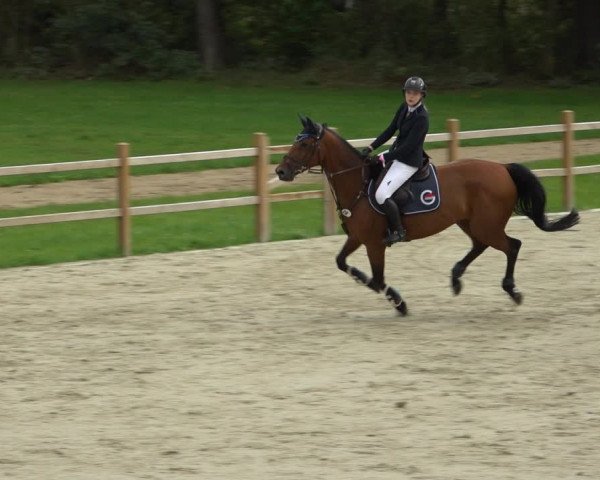 Reitturnier Westergellersen 2021