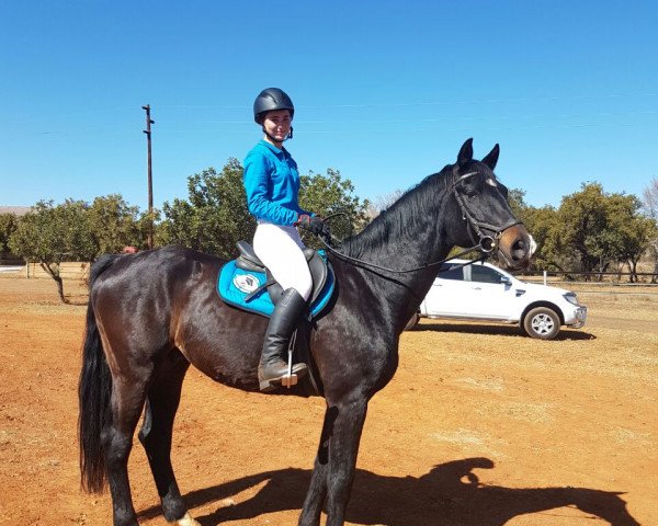 horse Lacatcho (Hanoverian, 2005, from Lacantus)