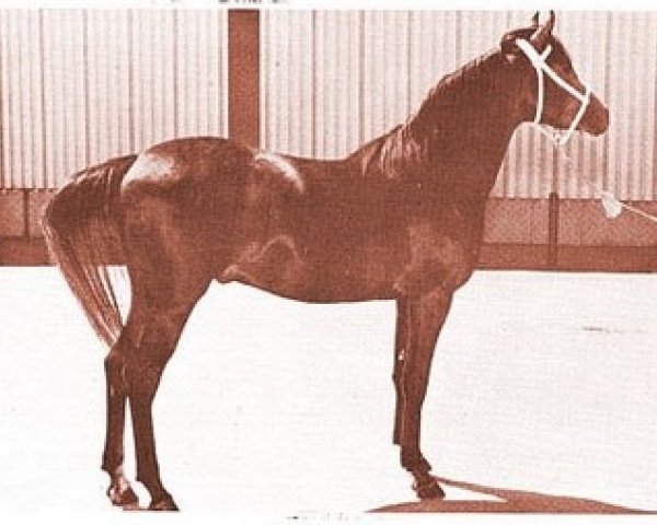 stallion R-Akab ox (Arabian purebred, 1959, from Kubriya ox) stallion R-Akab ox (Arabian purebred, 1959, from Kubriya ox)