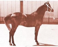 stallion R-Akab ox (Arabian purebred, 1959, from Kubriya ox)