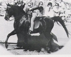 stallion Malabar Duke ox (Arabian purebred, 1969, from Sa Zarka ox)