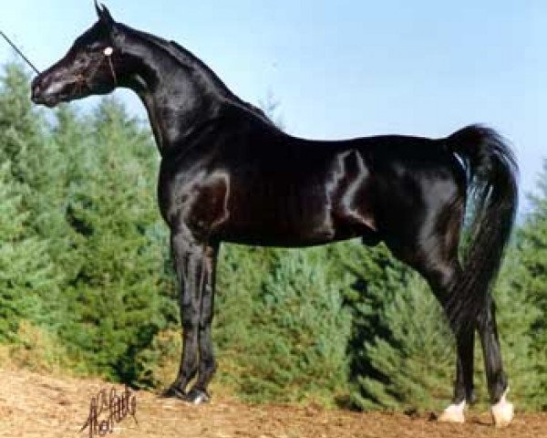 stallion Haziz Halim EAO (Arabian purebred, 1982, from Ansata Ibn Halima 1958 EAO)