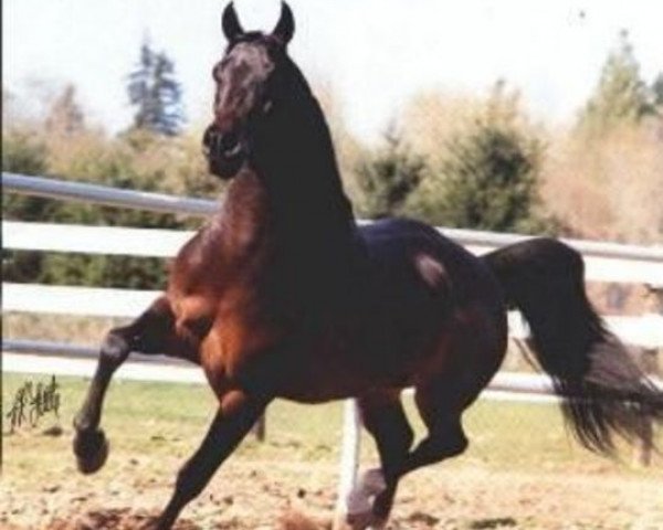 Deckhengst DWD Tabasco ox (Vollblutaraber, 1982, von Traditio ox)