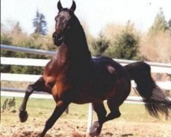 stallion DWD Tabasco ox (Arabian purebred, 1982, from Traditio ox)