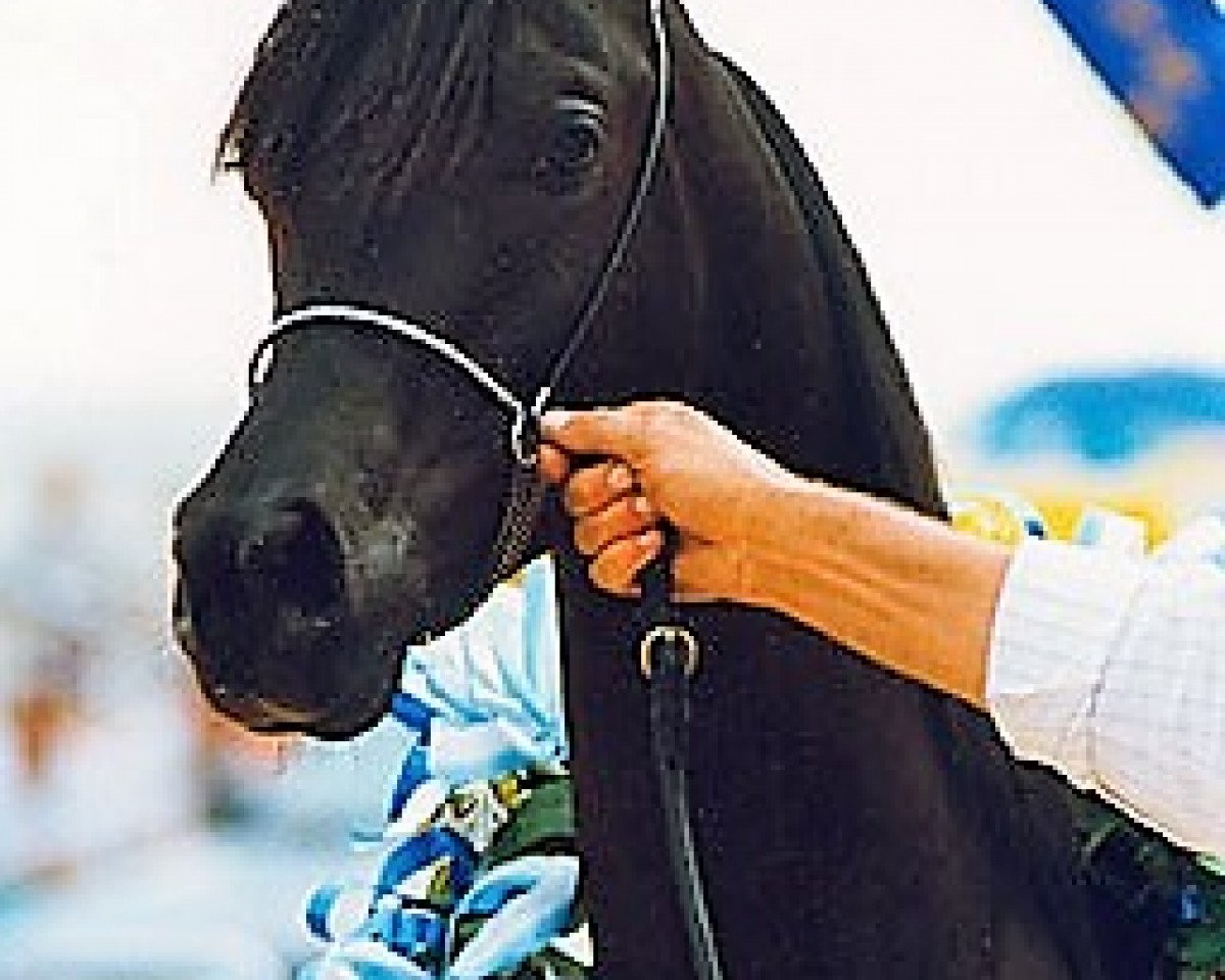 Deckhengst Taladinn ox (Vollblutaraber, 1992, von DWD Tabasco ox)