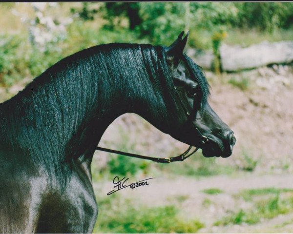 Deckhengst BS Summerset ox (Vollblutaraber, 1998, von Taladinn ox)