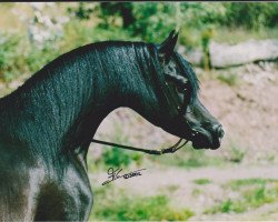 stallion BS Summerset ox (Arabian purebred, 1998, from Taladinn ox)