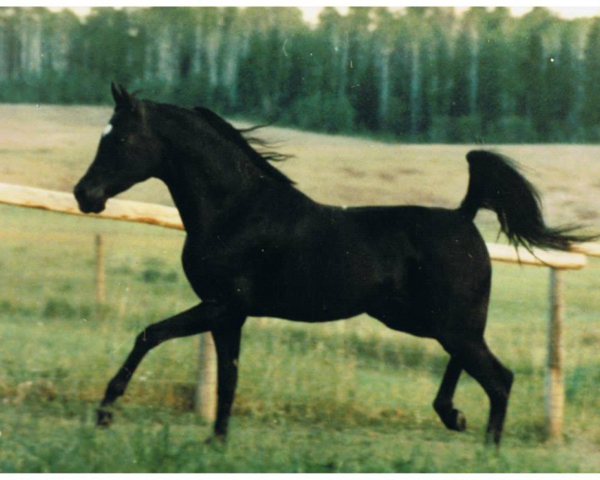 stallion DP Black Smoke ox (Arabian purebred, 1979, from Malabar Duke ox)