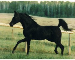 stallion DP Black Smoke ox (Arabian purebred, 1979, from Malabar Duke ox)