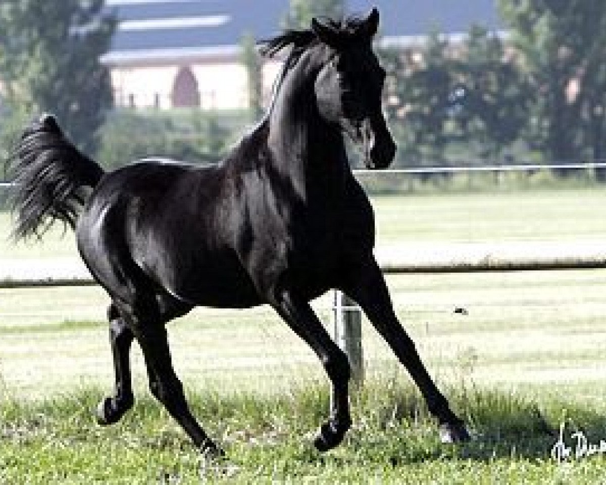 Deckhengst Black Astir ox (Vollblutaraber, 1994, von DP Black Dakota ox)