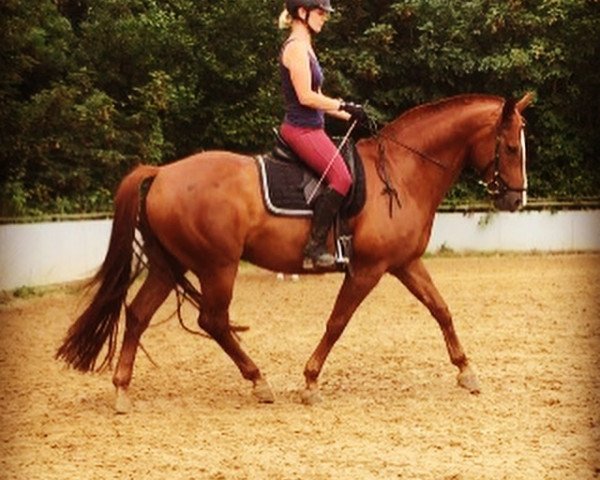 Pferd Pride of Twilight (Rheinländer, 2009, von Prinz Wilhelm)