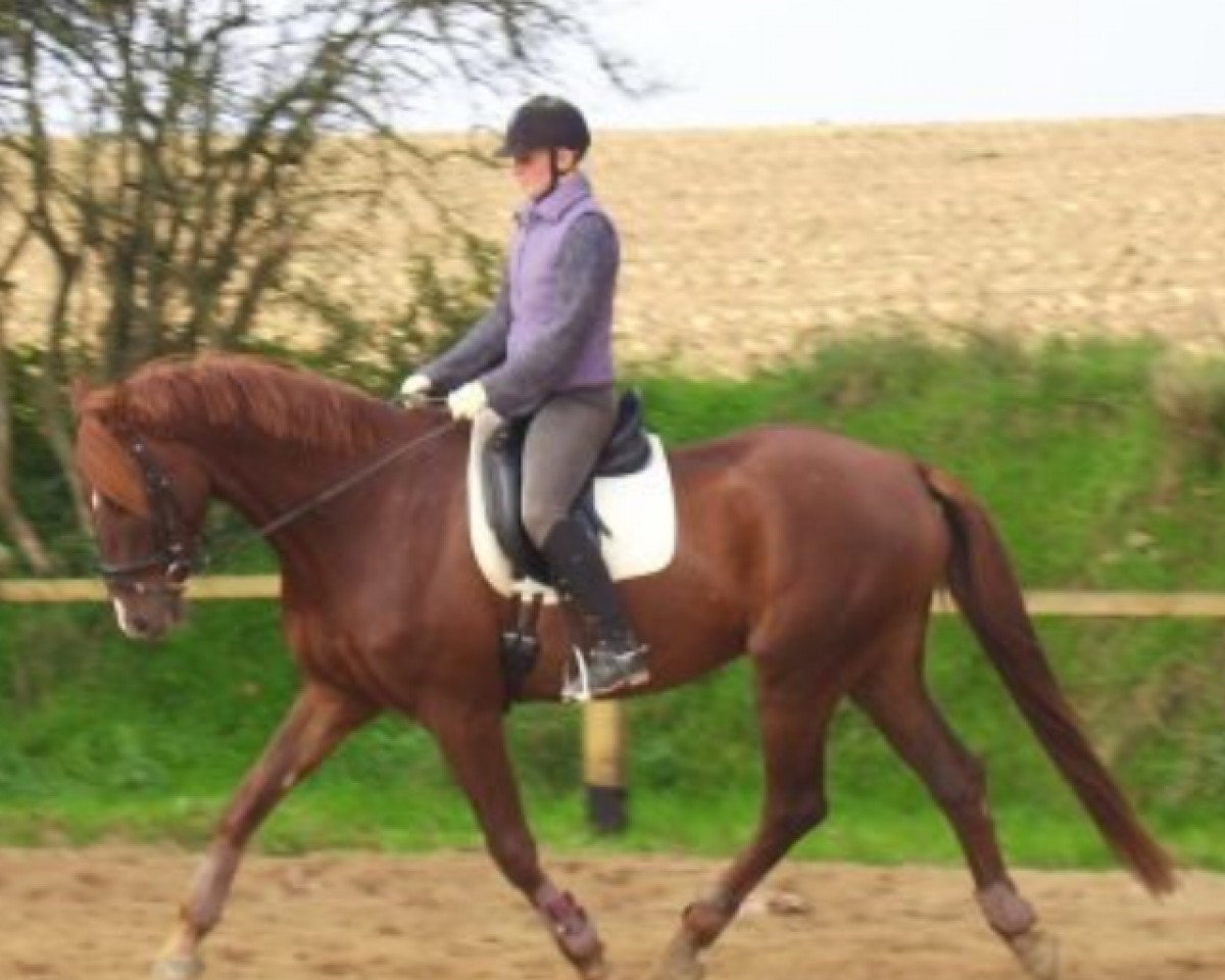 Drezurní kůň Skywalker 38 (Hesenský teplokrevník, 2003, od Schönglanz)