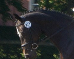 broodmare Claire V 2 (Westphalian, 2006, from Contendro I)