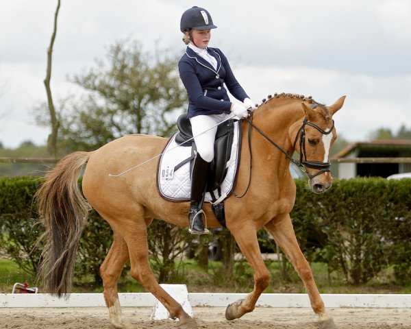 dressage horse Doreen (German Riding Pony, 1999, from Danny Gold)