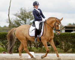 dressage horse Doreen (German Riding Pony, 1999, from Danny Gold)