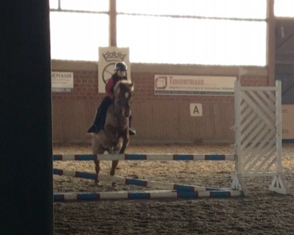 Fattrice Ninifee B (Pony da Sella Tedesco, 1994, di Nintendo K)