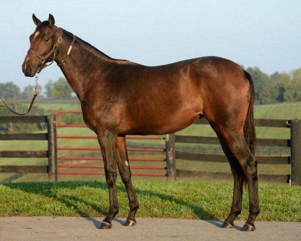 broodmare Angel Laura xx (Thoroughbred, 2012, from Zensational xx) broodmare Angel Laura xx (Thoroughbred, 2012, from Zensational xx)