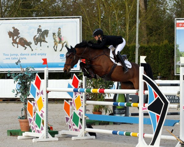 Springpferd Canterberry (Rheinländer, 2008, von Captain Fire)