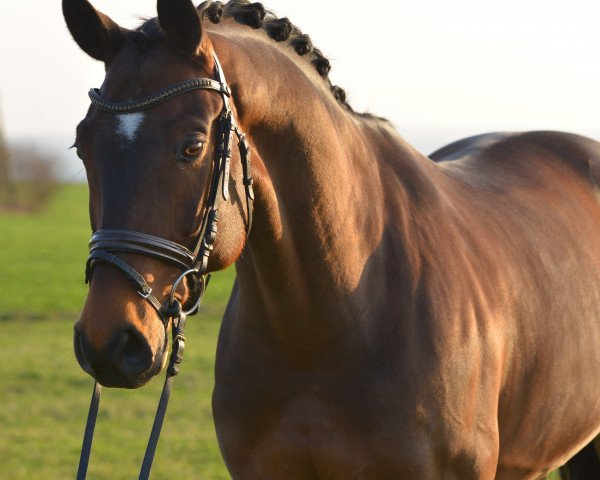 dressage horse Sonnenkönig 8 (Westphalian, 2009, from San Amour I)