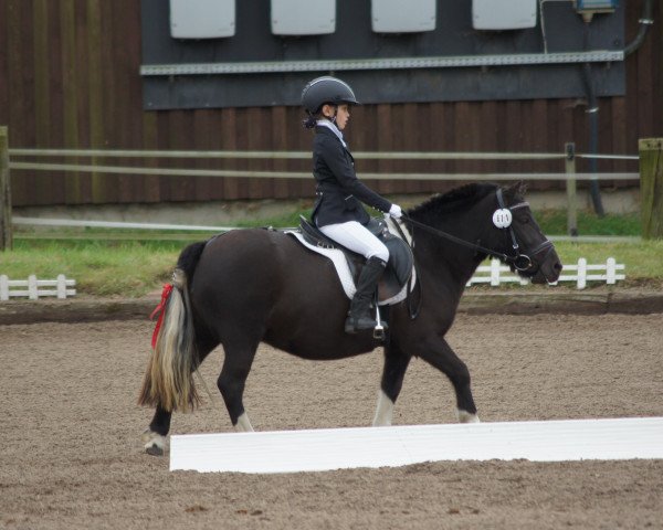 Dressurpferd Leonie (unbekannt, 2007)