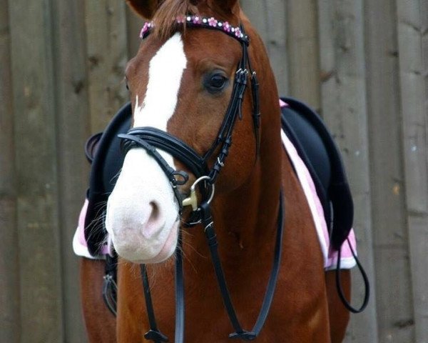 Dressurpferd Sly 22 (Hannoveraner, 2007, von Sir Donnerhall I) Dressurpferd Sly 22 (Hannoveraner, 2007, von Sir Donnerhall I)