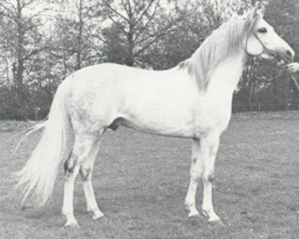 stallion Gon ox (Arabian purebred, 1964, from Negatiw 1945 ox)