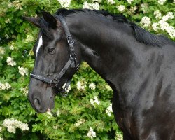 jumper Davidoff (Württemberger, 2003, from Der Classiker)