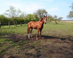 dressage horse Fantastic One (Oldenburg, 2012, from Fürst Romancier)