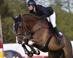 jumper Beckham Roentved (Danish Warmblood, 2002, from Stald Calles Bror Bally)