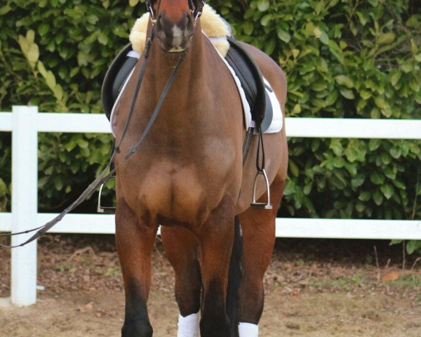 horse Sir Henry (Rhinelander, 2011, from San Amour I)