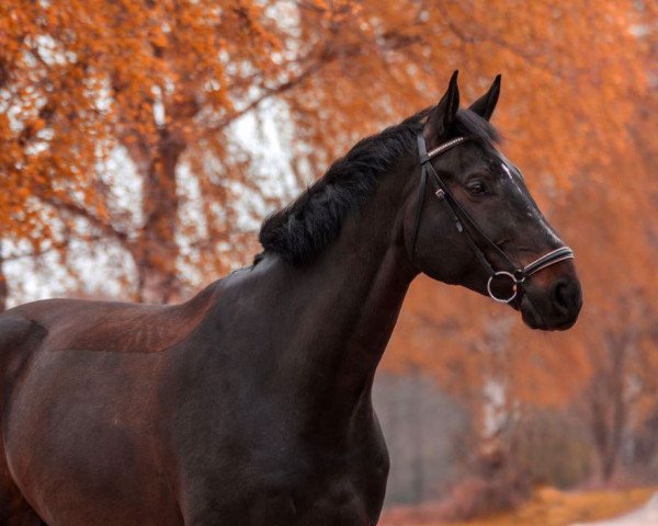 jumper Qi Gong 2 (Hanoverian, 2008, from Quidam's Rubin)