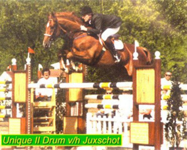 Deckhengst Unique II Drum van het Jukschot (Belgisches Warmblut, 1982, von Prins-Drum van Bellet) Deckhengst Unique II Drum van het Jukschot (Belgisches Warmblut, 1982, von Prins-Drum van Bellet)
