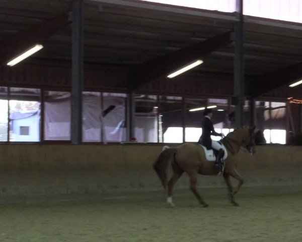 Reitturnier Appelhülsen 2018
