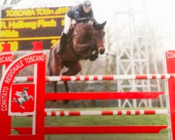 jumper Wilda (Polish Warmblood, 2008, from Vandamme)