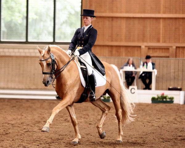 Deckhengst Danny's Dream (Deutsches Reitpony, 2004, von Danny Gold)