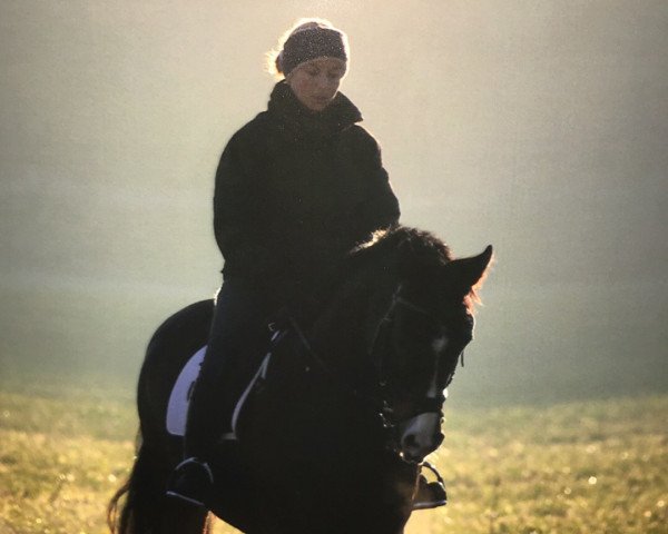 Pferd Pour el Vita (Bayer, 2001, von Pour Plaisir 2)