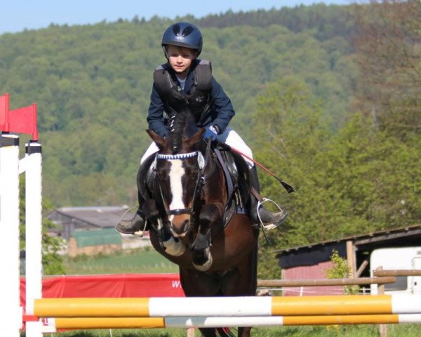 Springpferd Sandfield's Tigo Bay (Welsh Mountain Pony (Sek.A), 2005, von Kampanje's Torc)