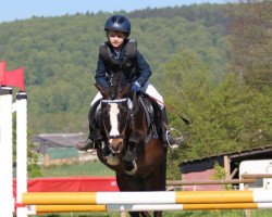 jumper Sandfield's Tigo Bay (Welsh mountain pony (SEK.A), 2005, from Kampanje's Torc)