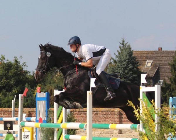 jumper Quarter Eagle (Holsteiner, 2007, from Quintero)