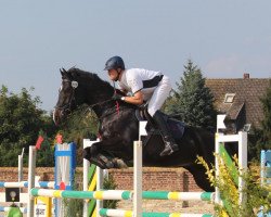 jumper Quarter Eagle (Holsteiner, 2007, from Quintero)