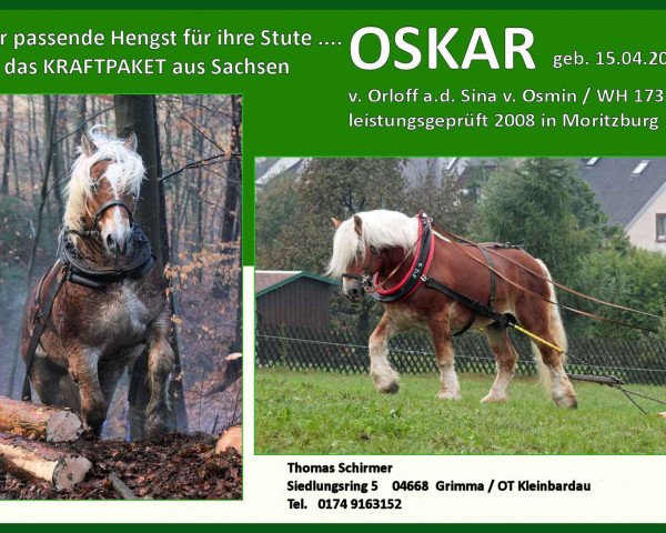 stallion Oskar (Rhenish-German Cold-Blood, 2003, from Orloff) stallion Oskar (Rhenish-German Cold-Blood, 2003, from Orloff)