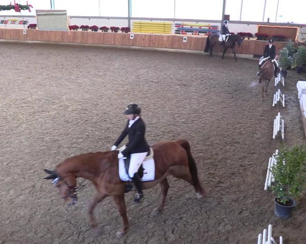 Reitturnier Südlohn-Oeding 2018