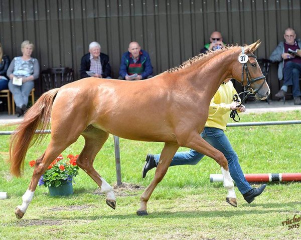 broodmare Light Girl 3 (Hanoverian, 2012, from Light On OLD)