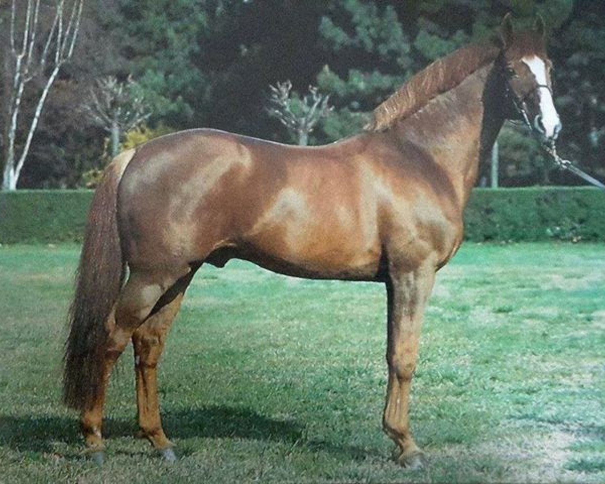 stallion Prins-Drum van Bellet (Belgium Sporthorse, 1977, from African Drum xx)