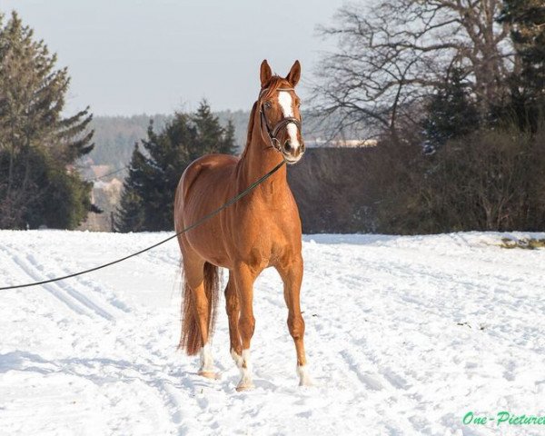 Pferd Lord Lennox (Oldenburger, 2011, von Lord Fantastic)